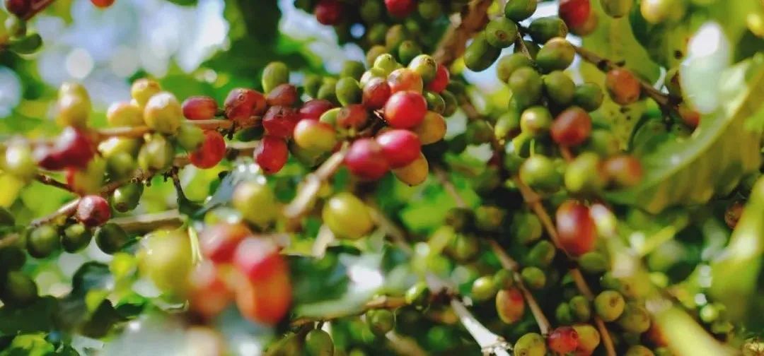 产地豆咖啡云南哪里最好_云南产的咖啡豆_云南咖啡豆产地
